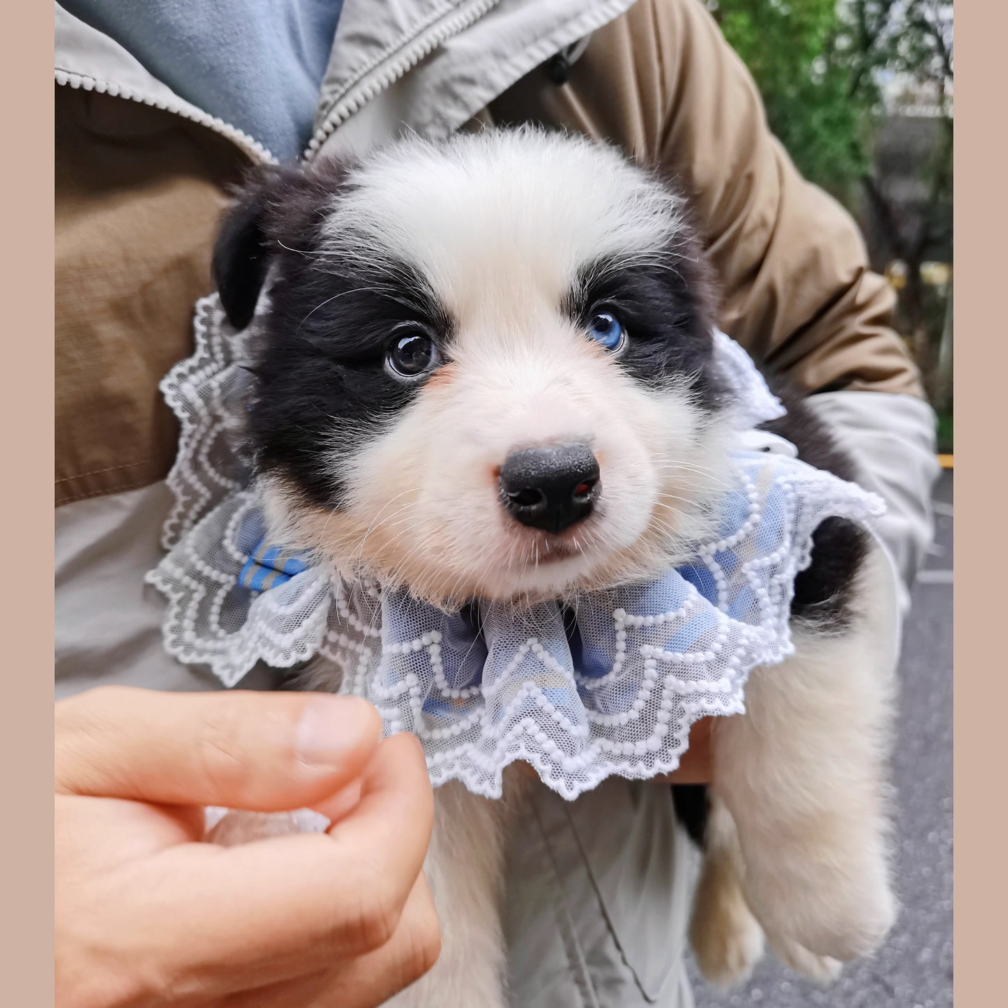 Blue Bandana with Bow